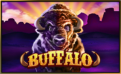 ຄວາຍປ່າ